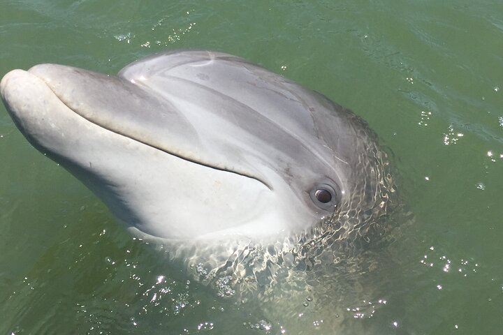 Hilton Head Island Dolphin Boat Cruise - Photo 1 of 10